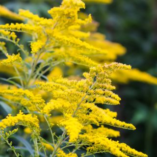 Verge d’or